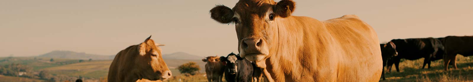 cows in pasture